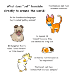 Translation of Pet