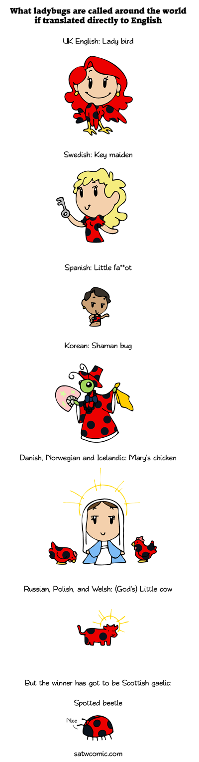 Ladybug around the world